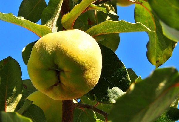 장염에 좋은 음식