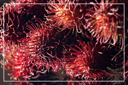 열대과일 람부탄이란?