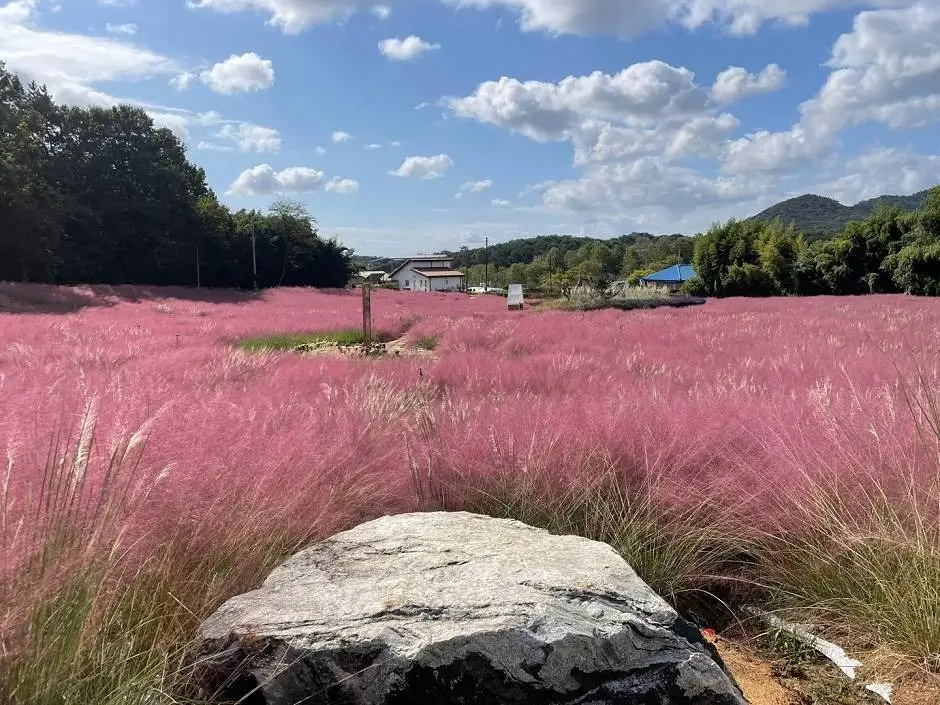 고창 청녹원 핑크뮬리 가든