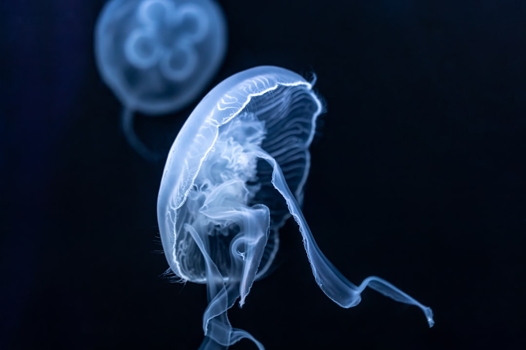 Fetus
