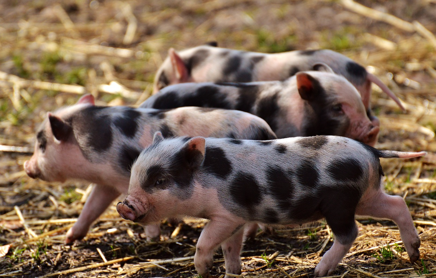 2024년 돼지띠 운세 