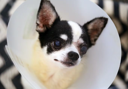 elizabeth_collar_엘리자베스 컬러를 입힌 치와와.