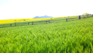 5월 강추 꽃 축제