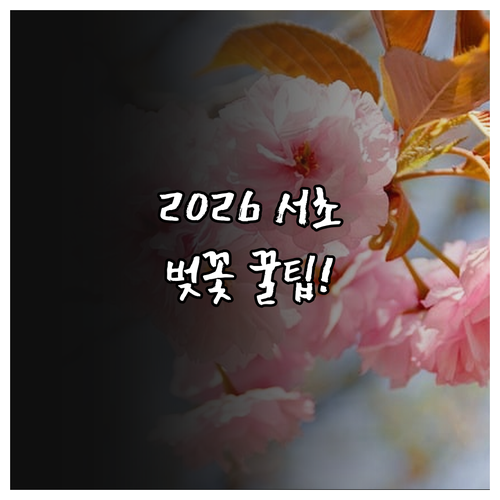 2026년 서울 서초구 벚꽃 개화 시..
