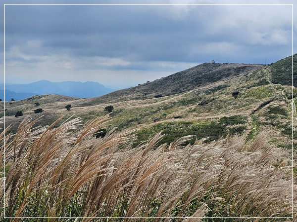 황매산국립공원 억새 이미지/ 출처: 황매산국립공원 홈페이지