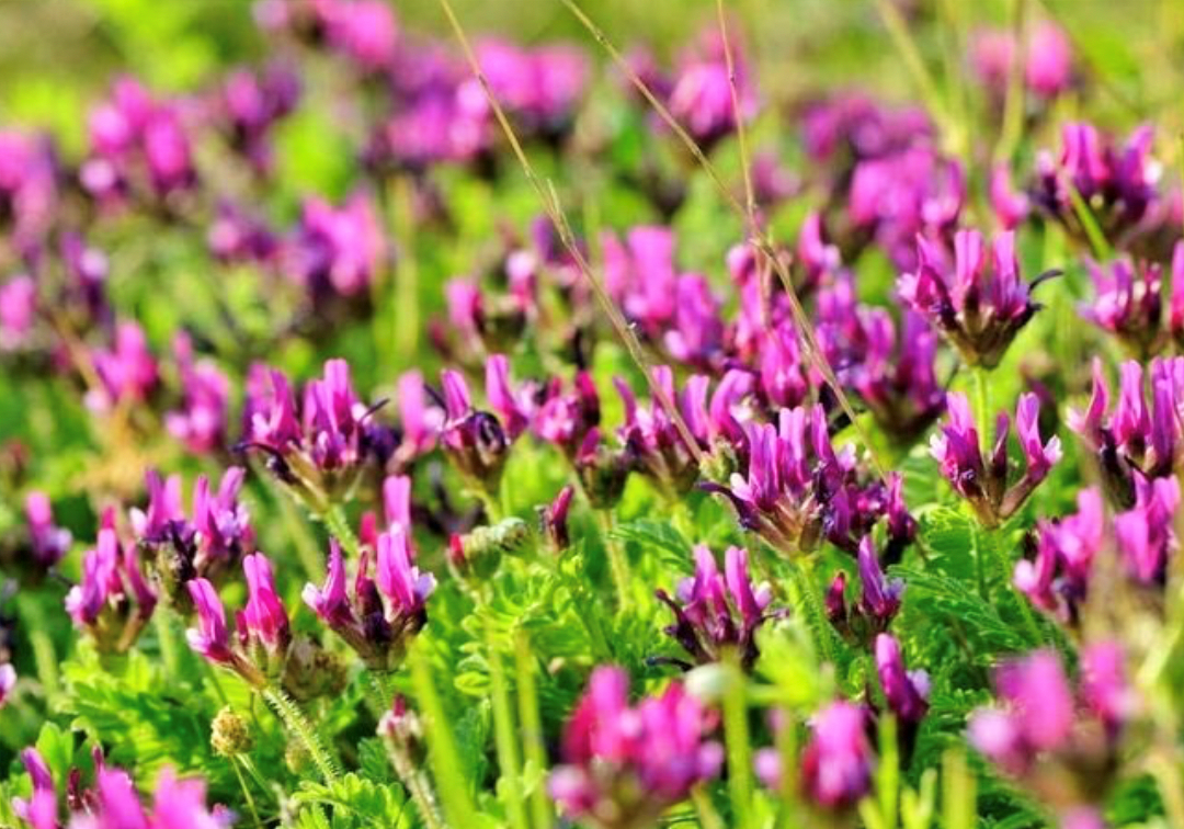 4월 18일 자운영(Astragalus)