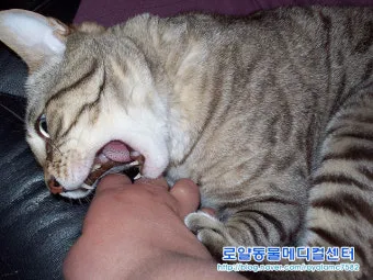 고양이 깨물고 핥아줄 때 관절 핥기 집사 눈물 핥는 의미_7