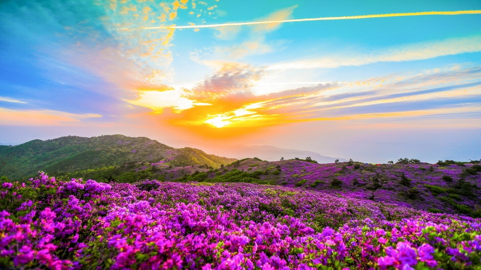 제 20회 일림산 철쭉문화행사 기본일정과 특징 소개