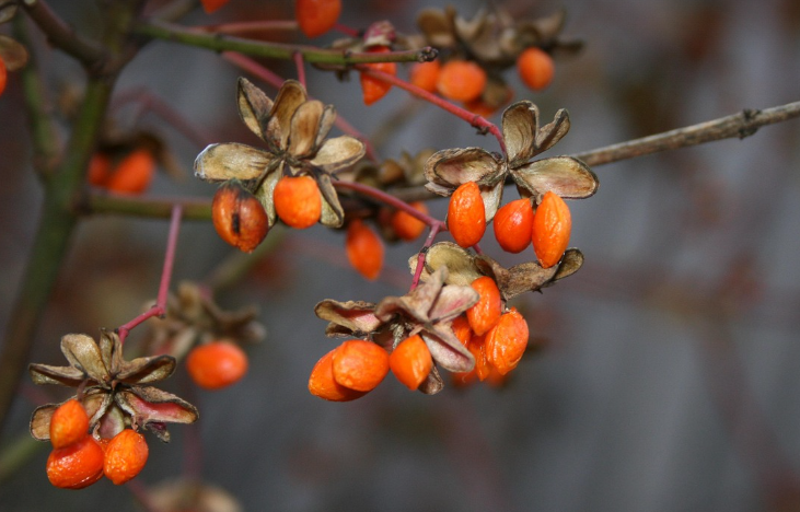 나무에 구기자 열매가 맺혀 있다