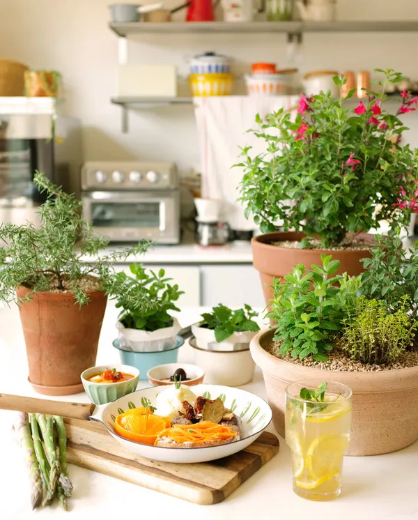 주방 허브 키우기 물주기 수확관리 세척보관 어르신도 간단 실천_1