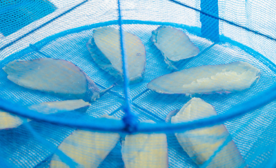 말리고 있는 고구마