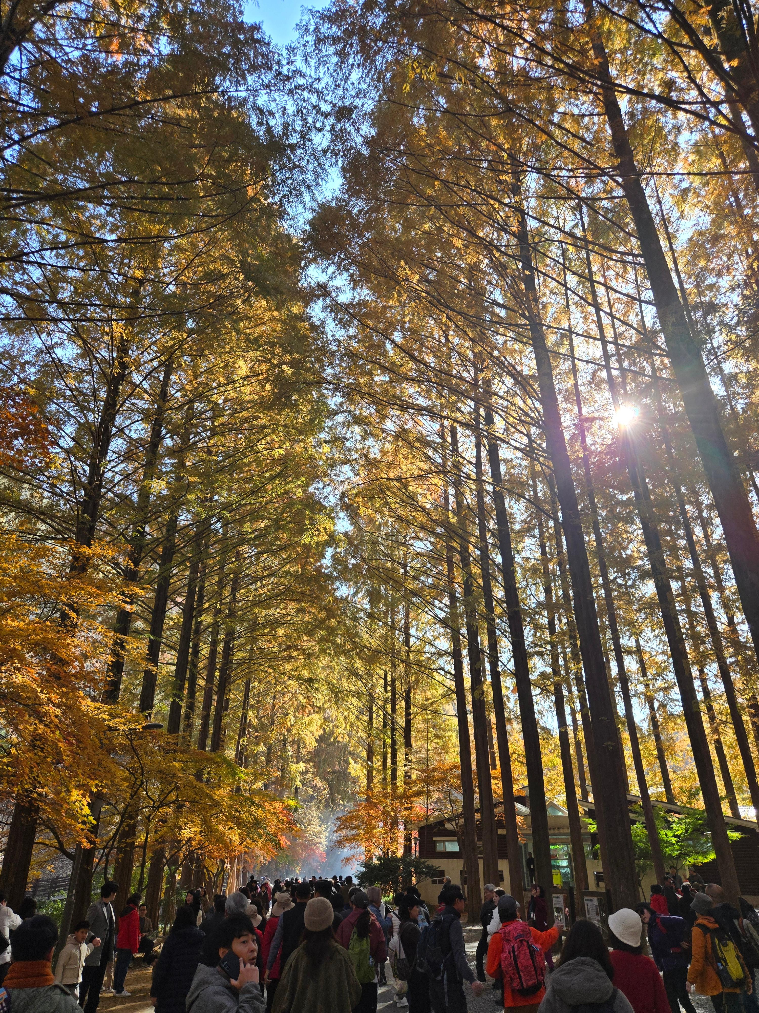 메타세쿼이아 숲길