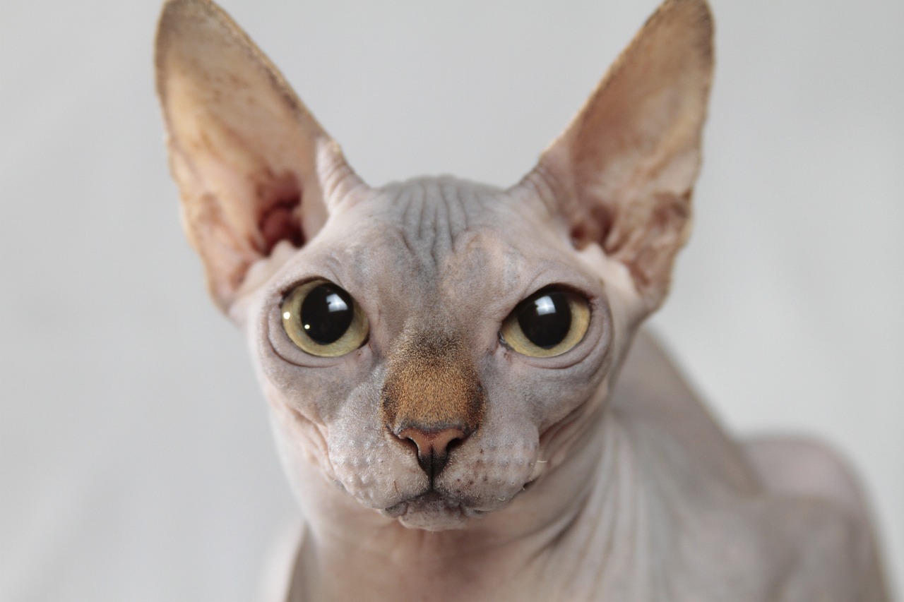 스핑크스(Sphynx)