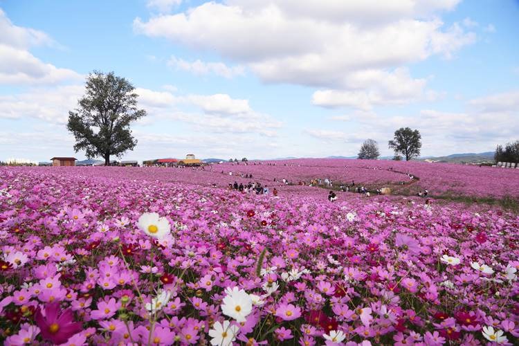 안성팜랜드 코스모스 꽃구경