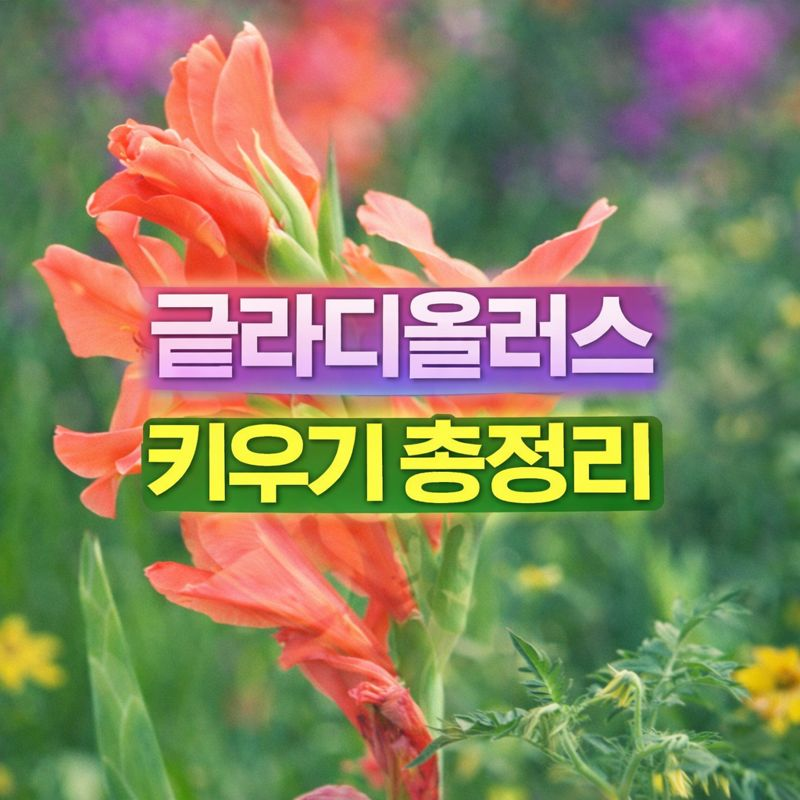 글라디올러스 키우기, 꽃말·구근관리·파종시기·가지치기·월동 썸네일
