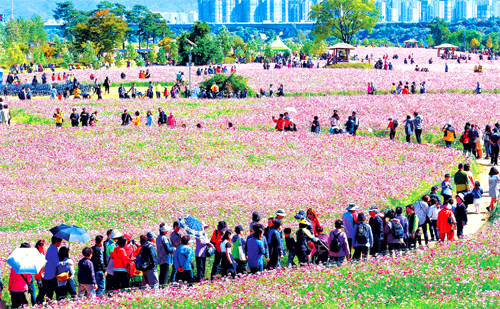 구리 코스모스축제