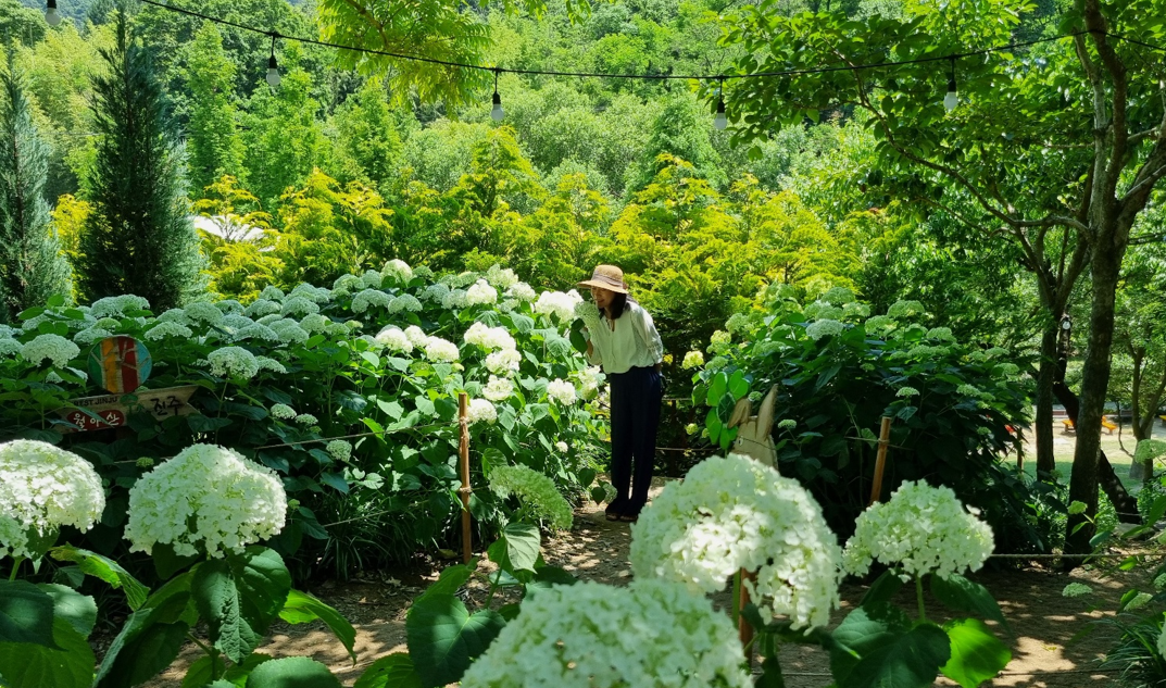 월아산 숲속의진주 수국1
