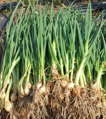 양파 재배 요령 정식 웃거름 도복 수확 건조 포인트_4
