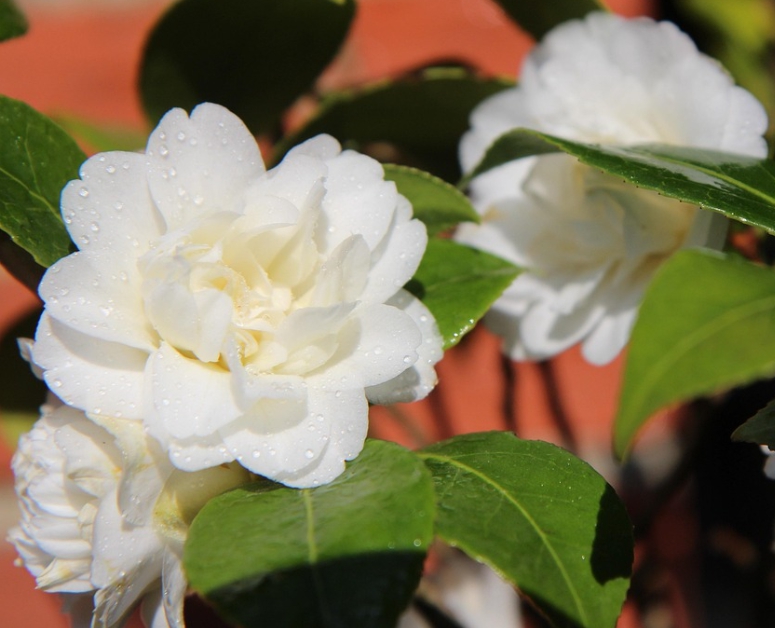 겨울 꽃 동백나무