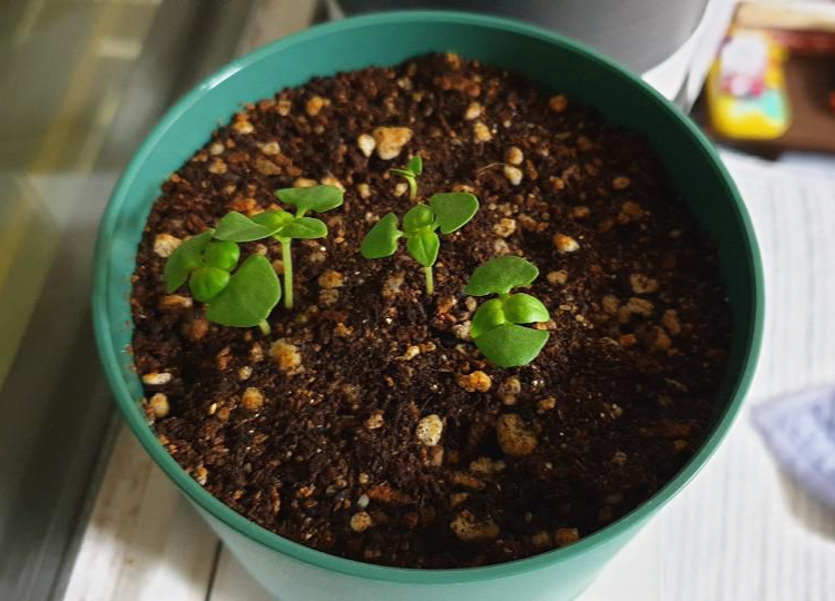 저녁에 본 바질 새싹 모습. 본잎이 많이 자랐다.