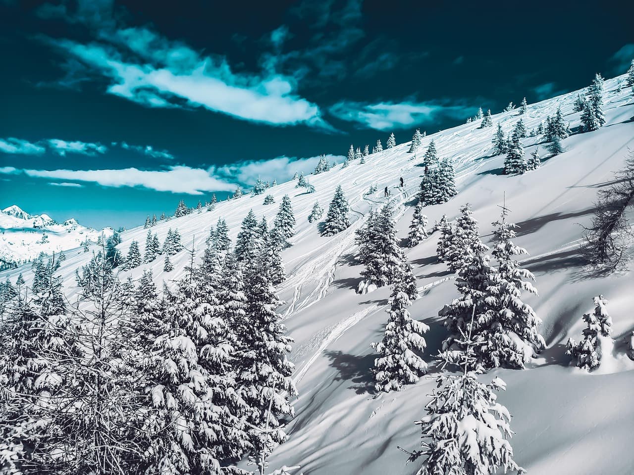 극저온 환경에서 식물 세포막을 보호하는 지질 구조 변화