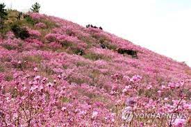 제 26회 천주산 진달래축제 기본일정과 프로그램 소개 류지광 남승민 출연
