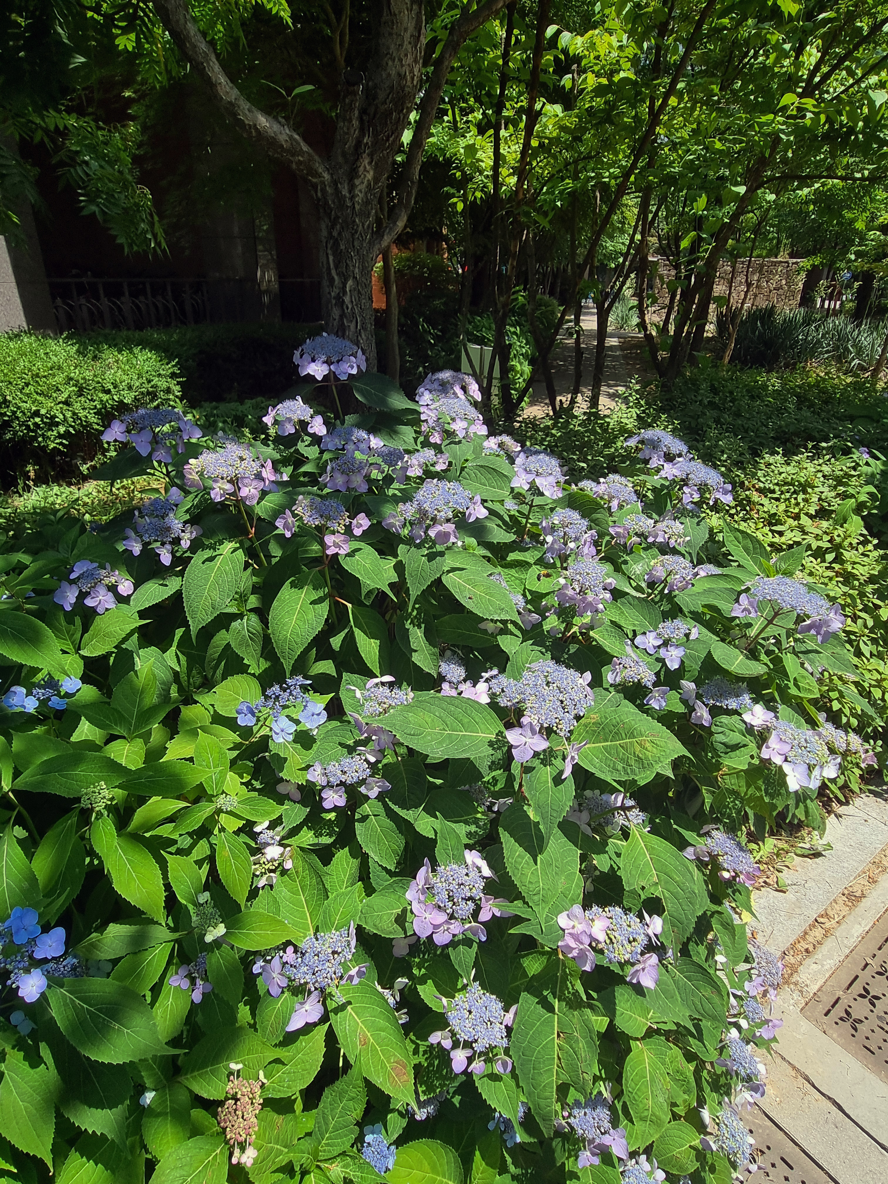 아파트 화단의 산수국 군락