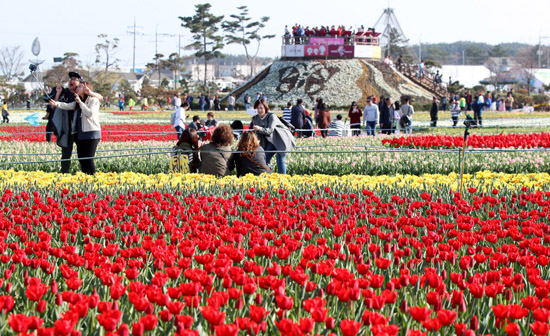 태안 튤립축제