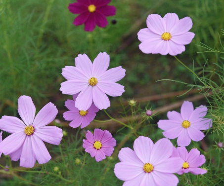 가을 꽃-코스모스