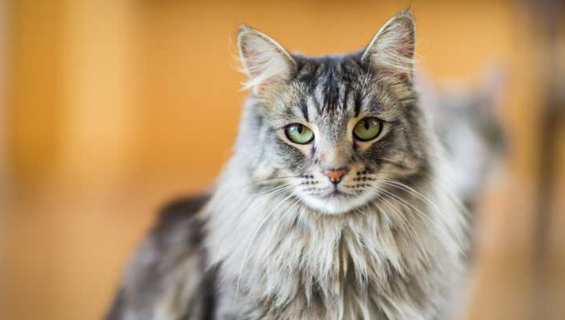 메인 쿤의 이미지