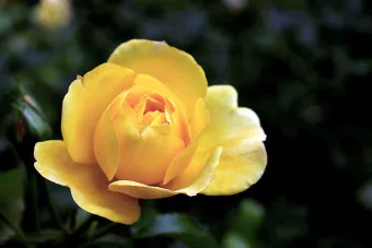 장미 삽목시기 삽목 방법 줄장미 넝쿨장미 색깔별 장미_9