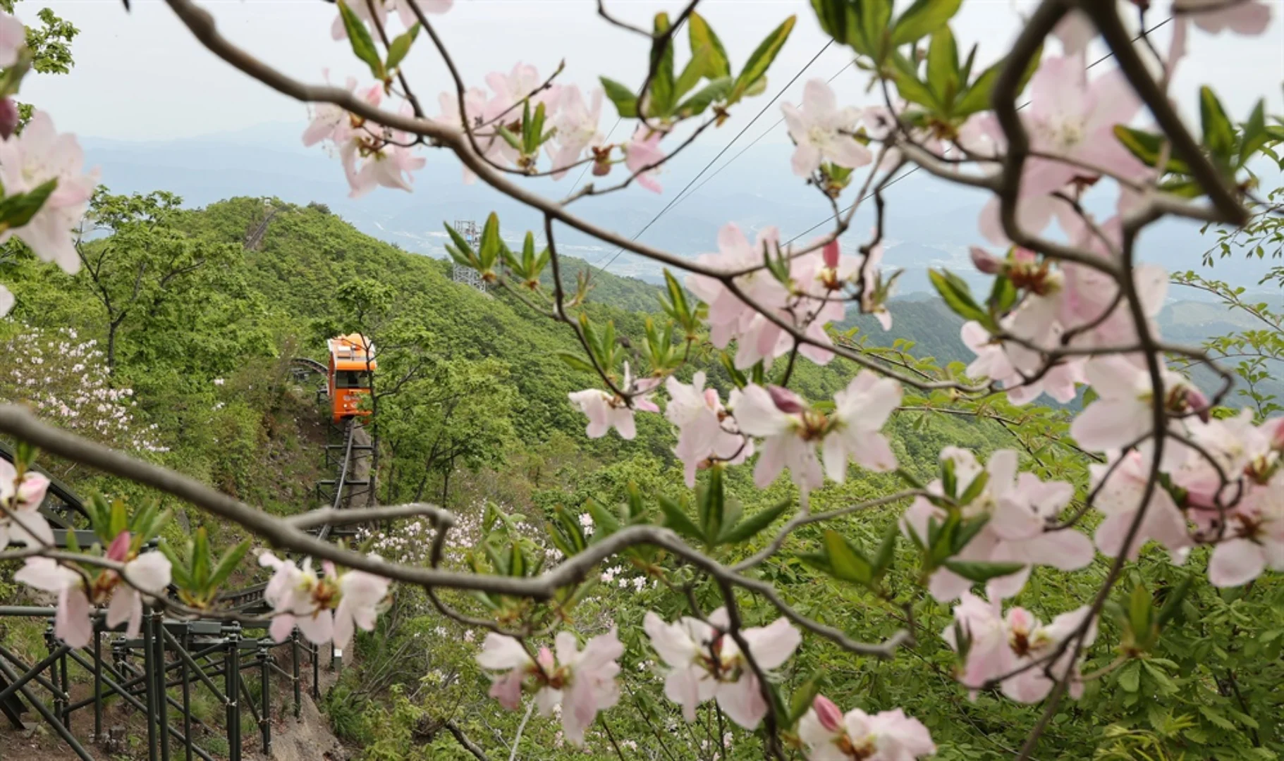 대봉산 모노레일 예약