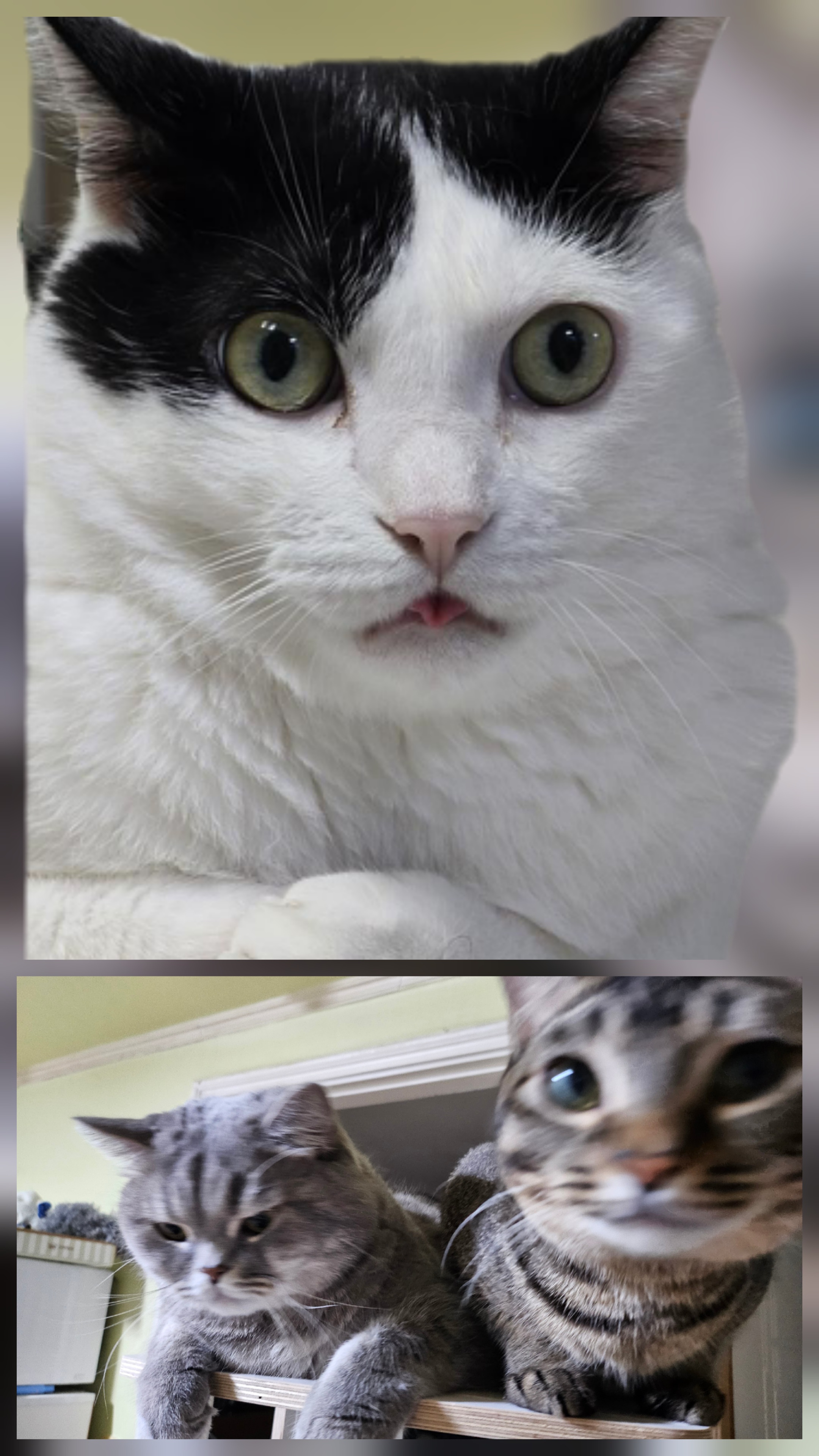고양이 한마리는 정면을 쳐다보고있고 밑에 사진은 고양이 두마리가 캣타워에 앉아있는 모습