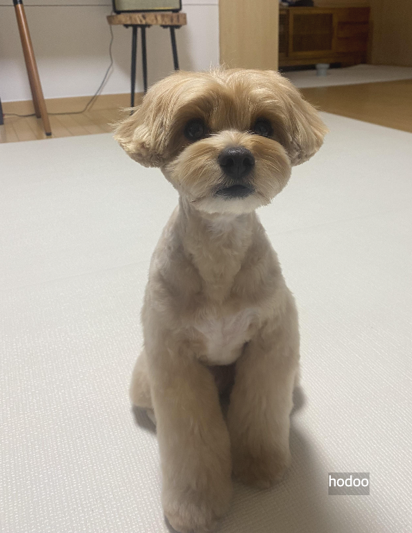 펫보험-반려견-견주-말티푸-5살