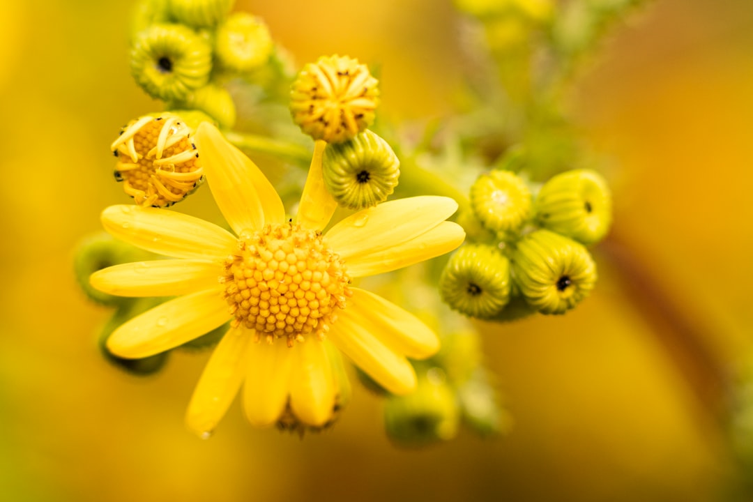 Senecio