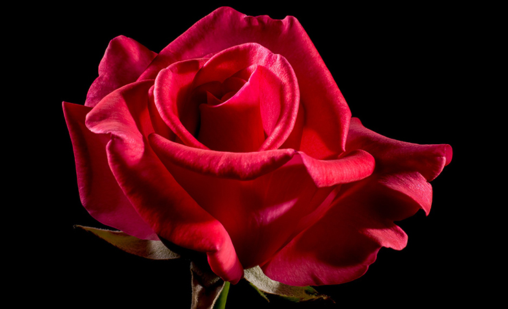 빨간장미 붉은장미 빨간색장미 꽃말