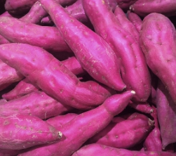 고구마 보관방법