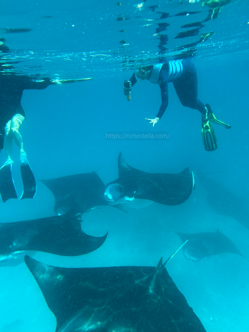 만타가오리 스노쿨링