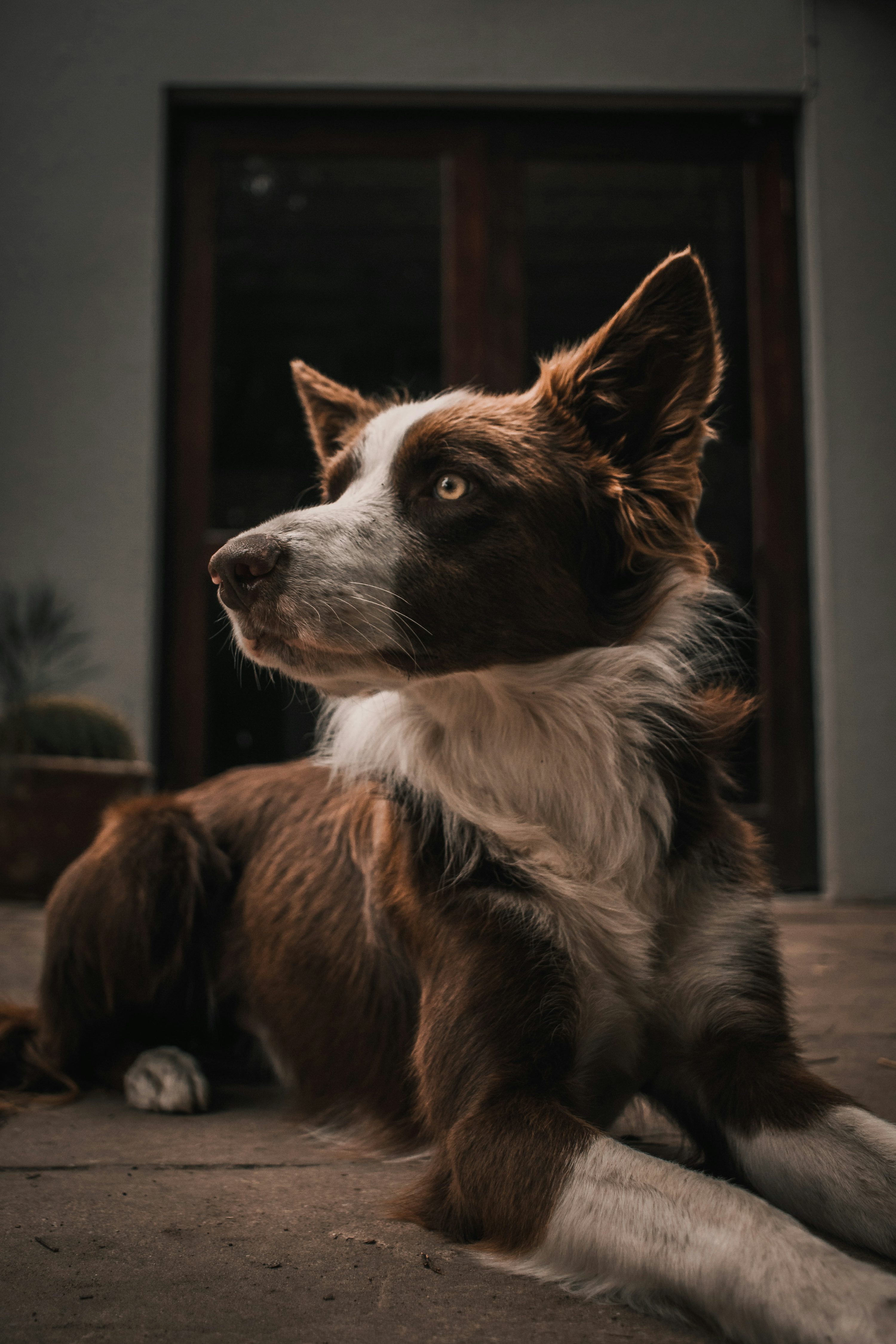 강아지가 밤에 더 민감하게 반응하는 이유, 본능과 보호심리의 관계