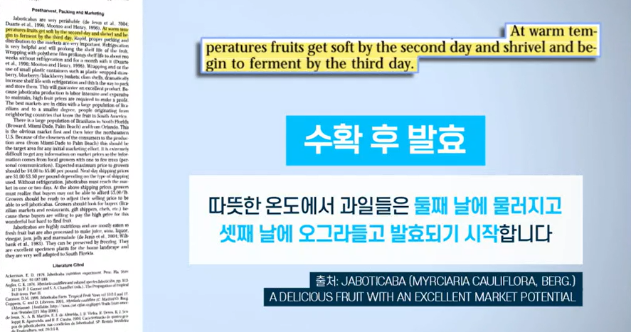 자보티카바 먹는법