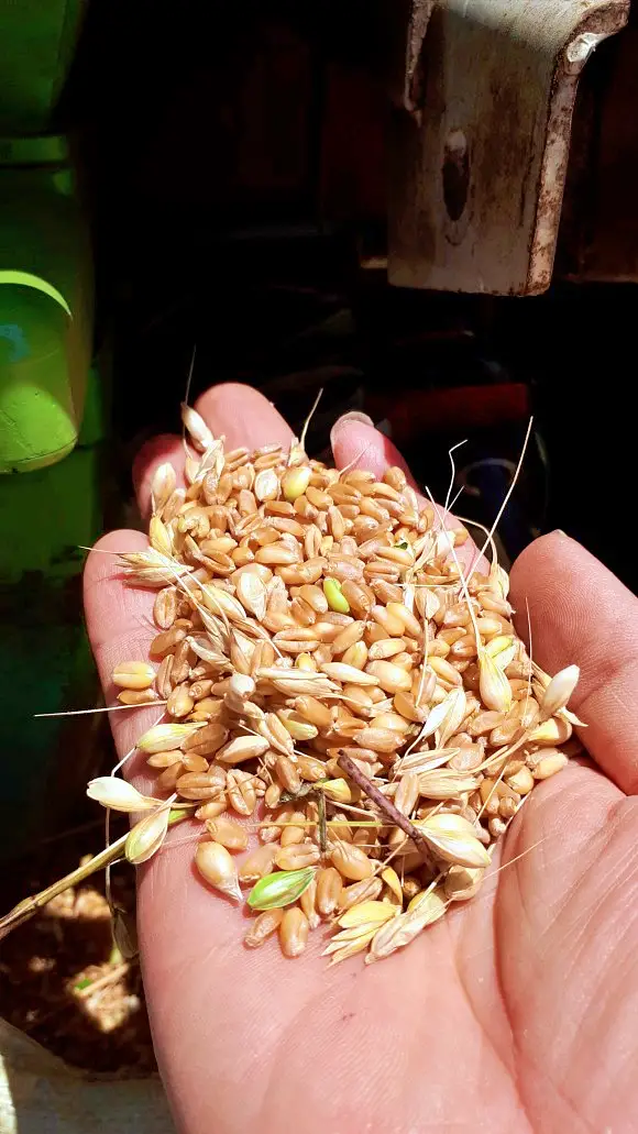 생활의달인 직접 농사 지은 우리 밀 자가 제분 통밀 식빵 건강한 빵 달인 맛있는 베이커리 빵집 은둔식달 오늘방송 경북 영천 맛집 정보