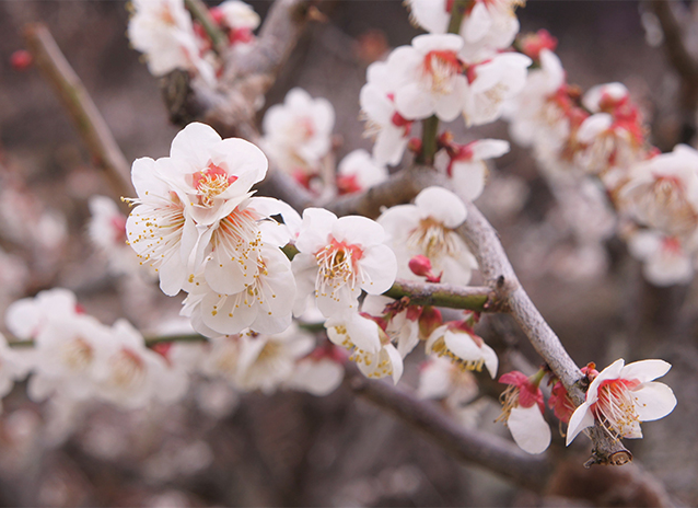 양산 원동 매화축제 주차장 셔틀버스