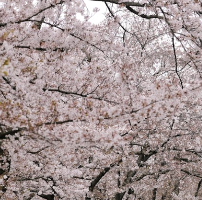 오사카 벚꽃 개화시기 2025