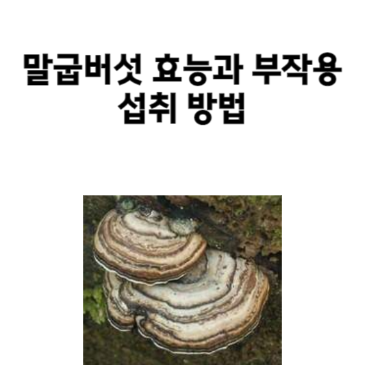 말굽버섯 효능과 부작용, 섭취 방법