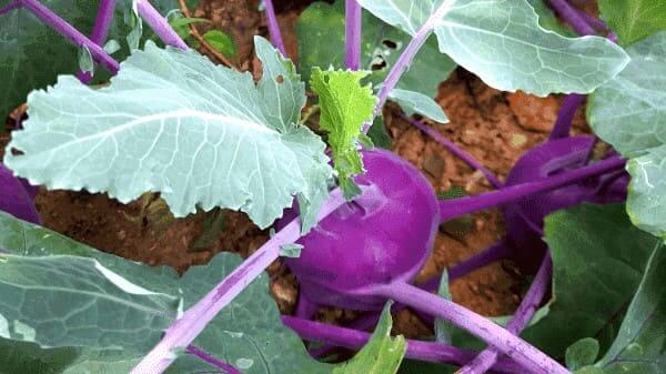 콜라비-재배관리-잎-따주기-솎아주기-물주기