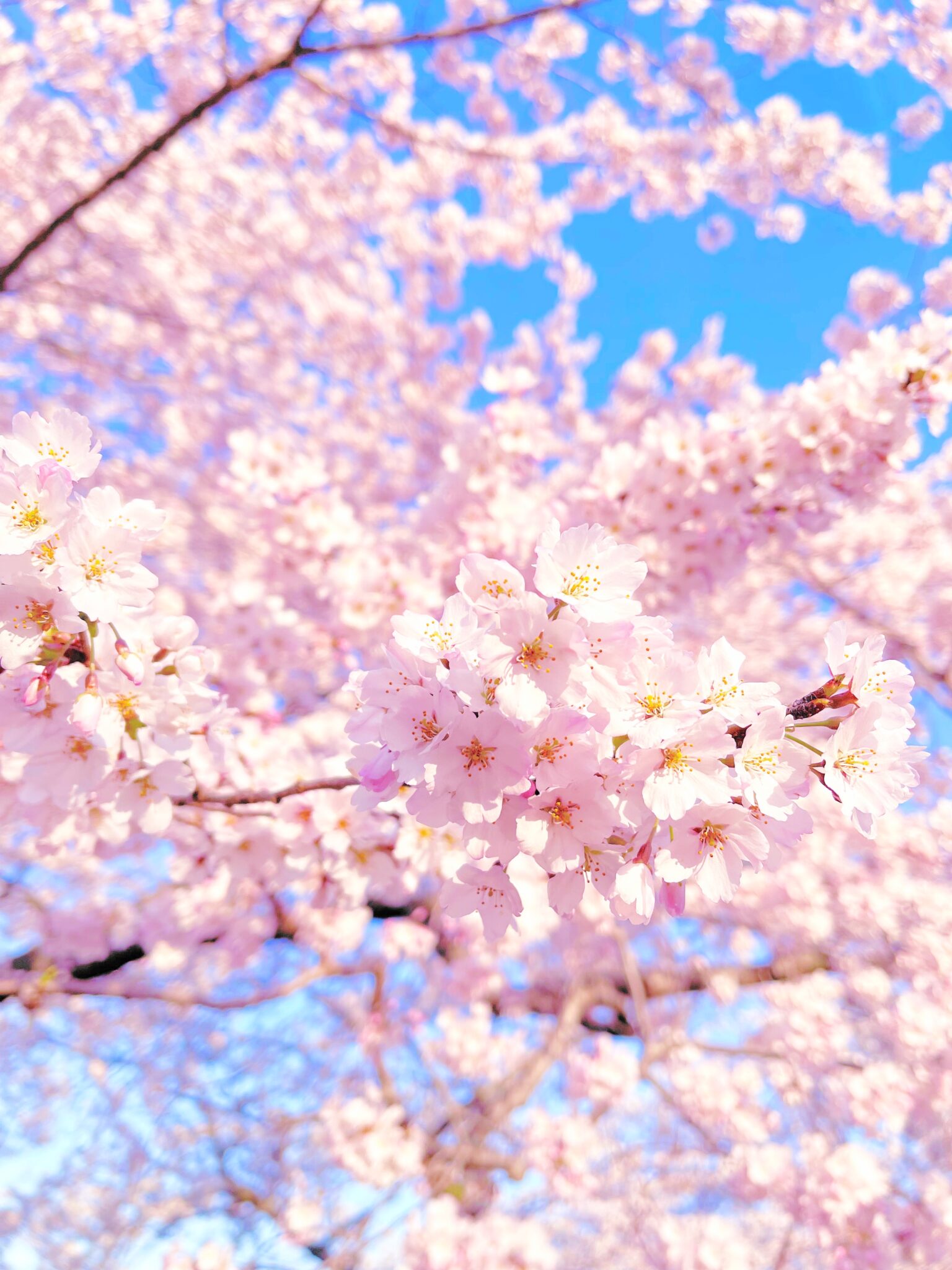 전국 벚꽃 축제 일정