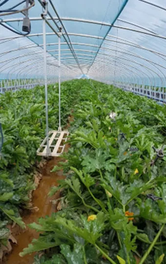 주키니 재배 모종 활착 순치기 수확 타이밍_32