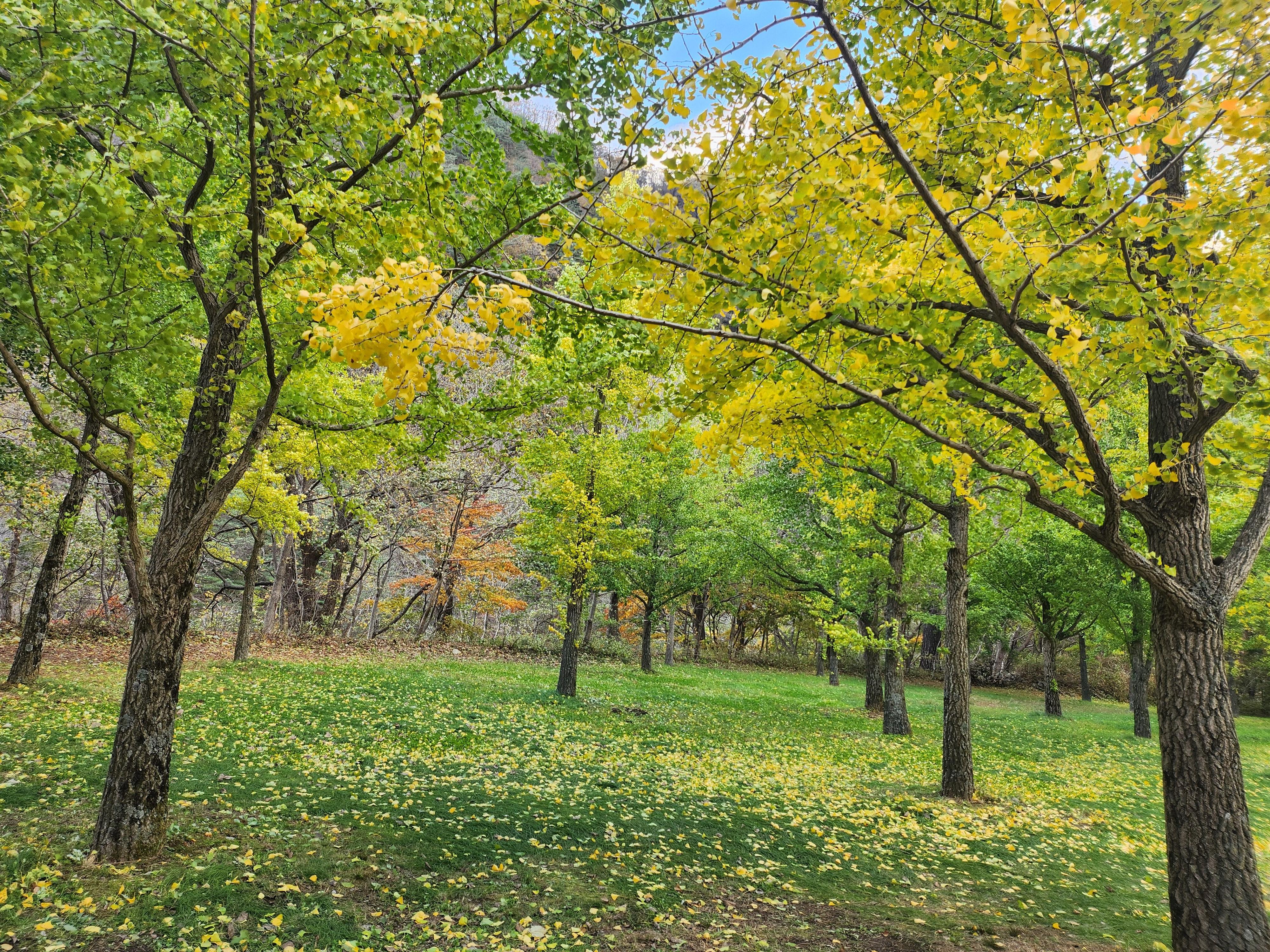 강원도홍천은행나무숲