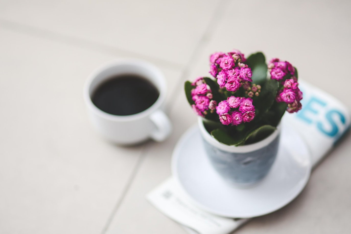 꽃피는 다육식물