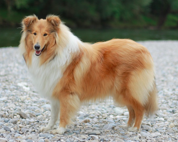 Collie
